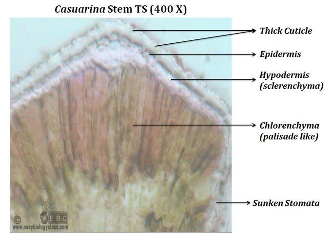 Casuarine stem diagram