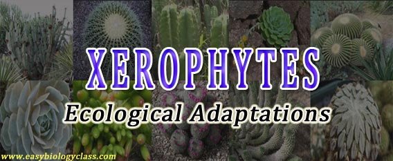 Ecological Adaptations of Xerophytes (PPT) | EasyBiologyClass Ecological Adaptations of Xerophytes (PPT) | EasyBiologyClass