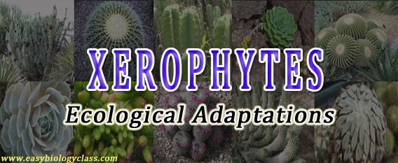 ecological adaptations of xerophytes ppt