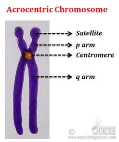 What are acrocentric chromosomes