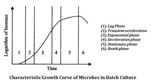 growth kinetics of batch culture