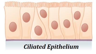 Simple ciliated epithelium