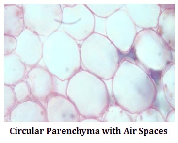 how circular parenchyma is formed