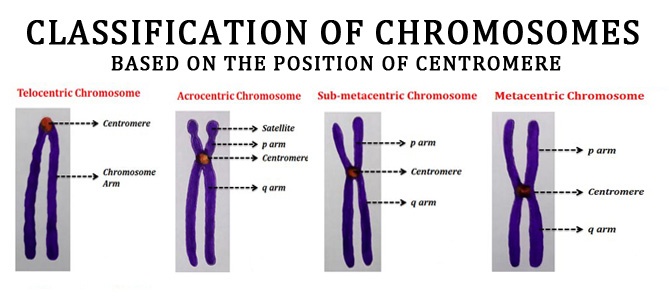 how chromosomes are classified