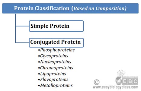 Simple Protein vs Conjugated Proteins