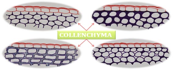 Functions of collechyma