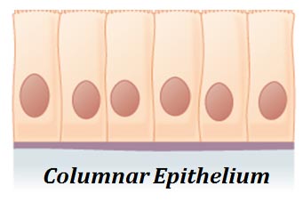 simple columnar epithelium