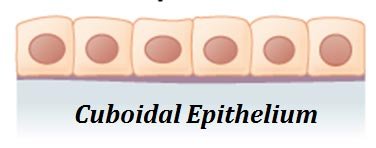 simple cuboidal epithelium