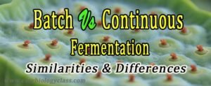 Difference between Batch and Continuous Cermentation | EasyBiologyClass