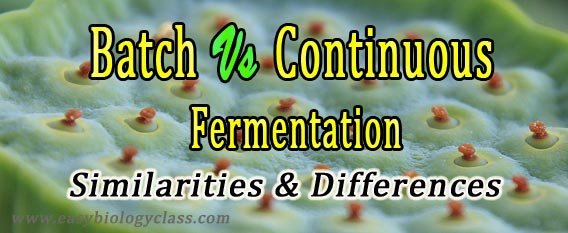 Difference continuous and batch fermentation