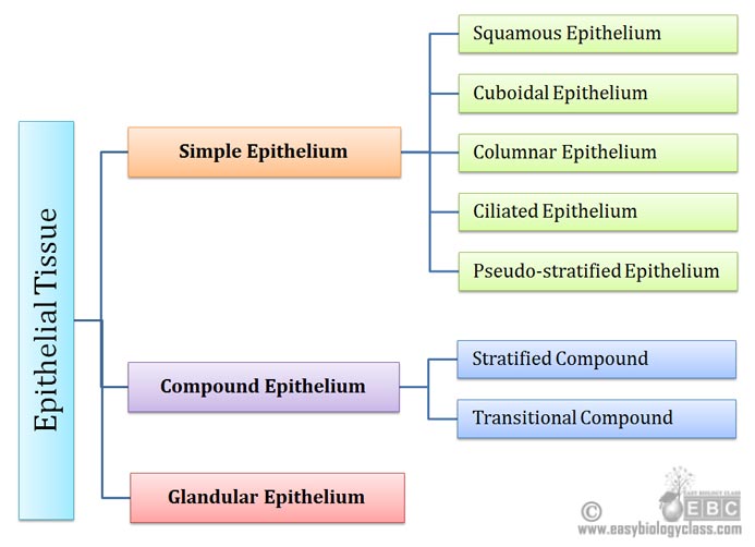 classification of epithelial cells