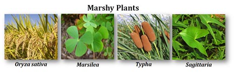 what are marshy plants