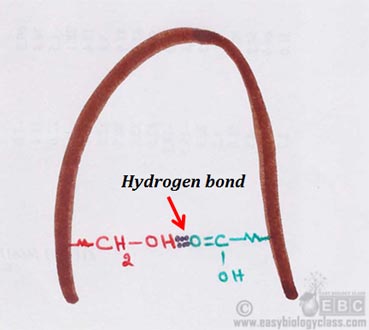 importance of hydrogen bond in protein