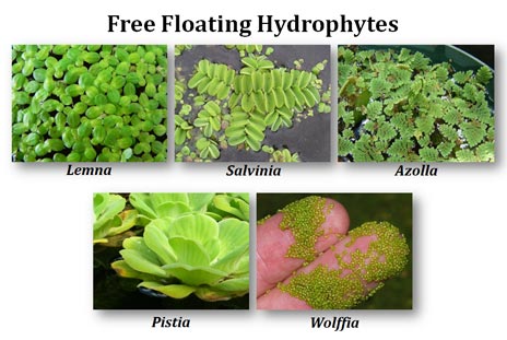 examples of floating hydrophytes