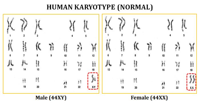 karyotype human male and female