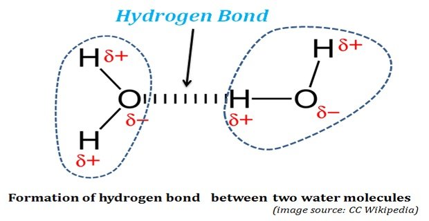 biological significance of hydrogen bonds in water