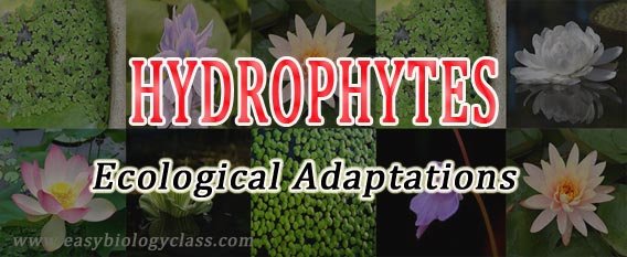 Water plants adaptations PPT