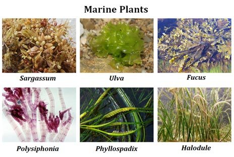 Marine angiosperms