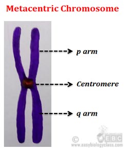 what are metacentric chromosomes