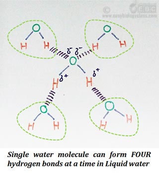 pattern of hydrogen bonding in water and ice
