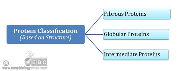 protein classification lecture notes