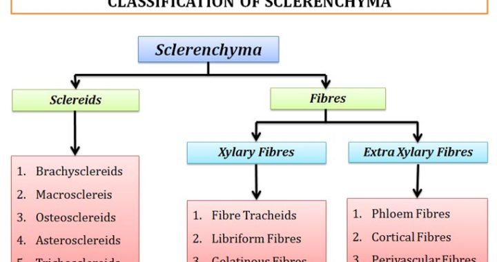 Classification of sclerenchymatous cells in plants