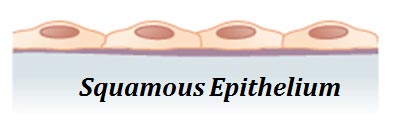 simple squamous epithelium functions