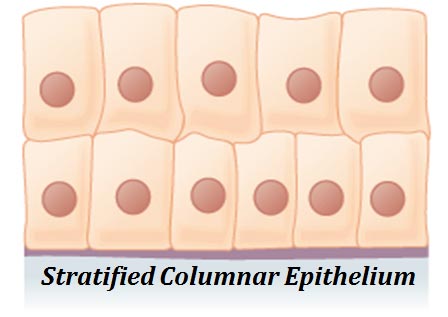 functions of stratified columnar epithelium