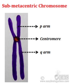 what are sub-metacentric chromosomes