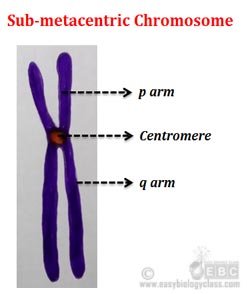 Sketch of a chromosome and label the telomeres