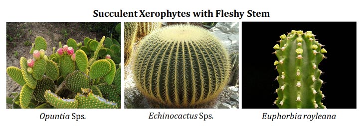 fleshy succulents of desert region