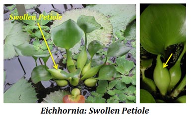ecological adaptations of eichhornia