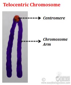 what are telocentric chromosomes