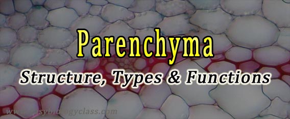 functions of parenchyma