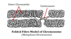 DuPraw Folded Fibre Model of Chromosome | EasyBiologyClass