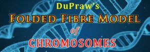 DuPraw Folded Fibre Model of Chromosome | Easy Biology Class