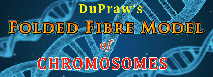 Dupraw model of chromosome