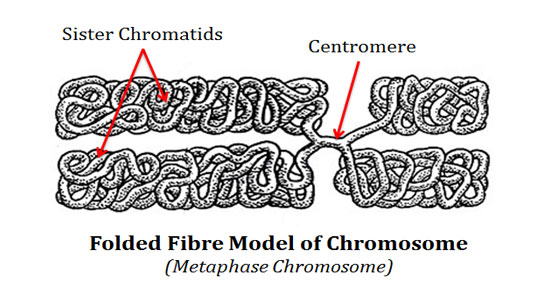 metaphase chromosome formation