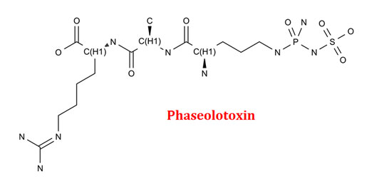 phaseolotoxin is produced by