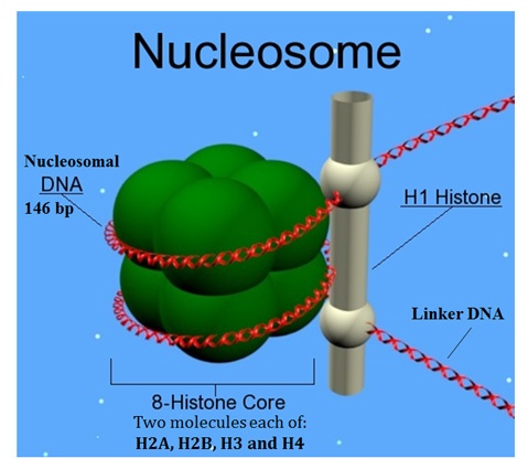nucleosome core octamer
