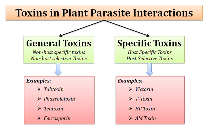 Role of Toxins in Plant Pathogenesis