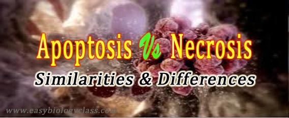 necrosis vs apoptosis