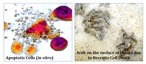 necrotic vs apoptotic cell death