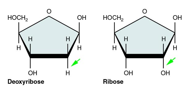 compare ribose and deoxyribose sugar