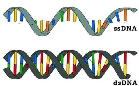 single stranded and double stranded DNA