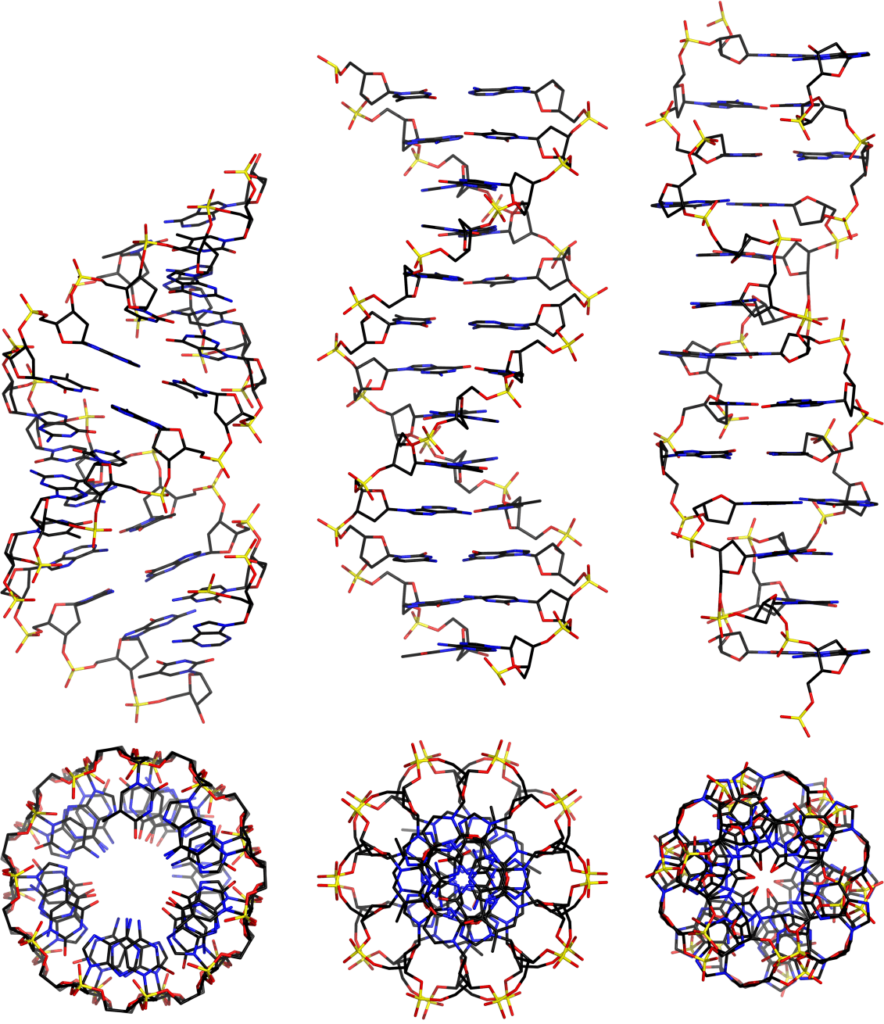 B dna. Формы структуры ДНК. Z форма ДНК. A B Z формы ДНК. Структура двойной спирали ДНК.