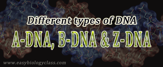 A-DNA, B-DNA and Z-DNA