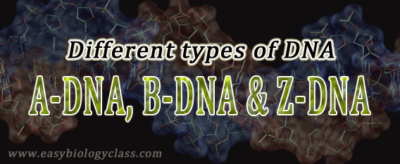 Difference between A-DNA, B-DNA and Z-DNA (PPT) | EasyBiologyClass