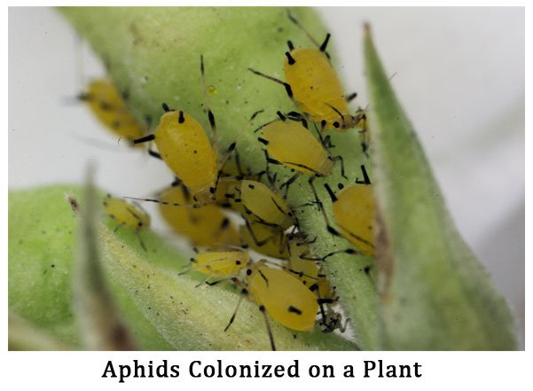 mouth parts of aphids