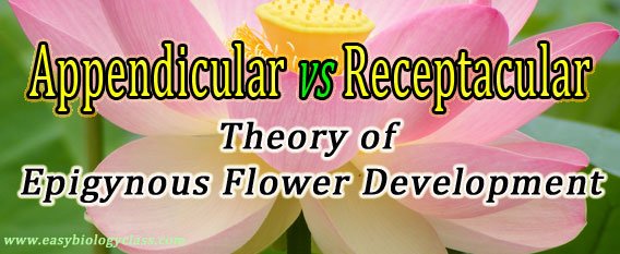 Origin and Evolution of Inferior ovary